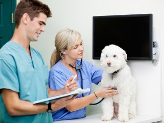 Veterinary Assistant Veterinary Assistant