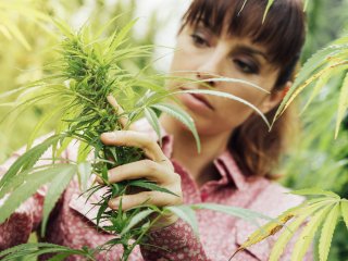 Cannabis Careers Cannabis Careers